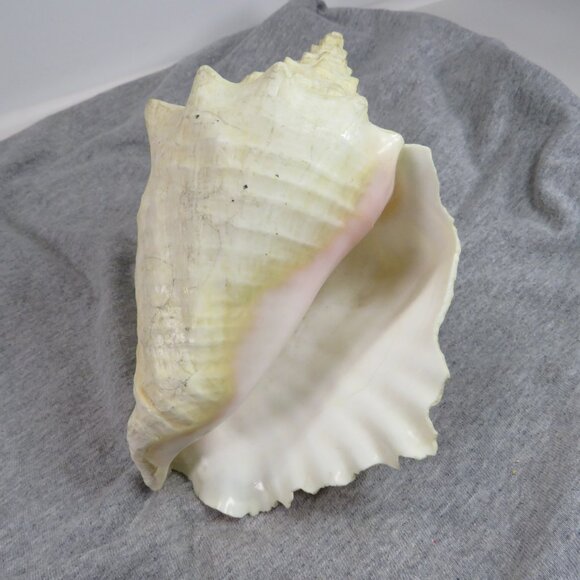 Large Conch Sea Shell REAL 8" tall 7" wide has some chips very light colors - Picture 1 of 8